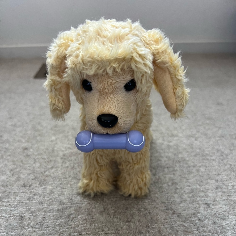 American girl apricot poodle puppy